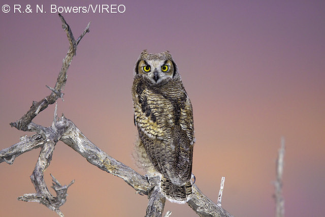 Great Horned Owl b13-50-023.jpg